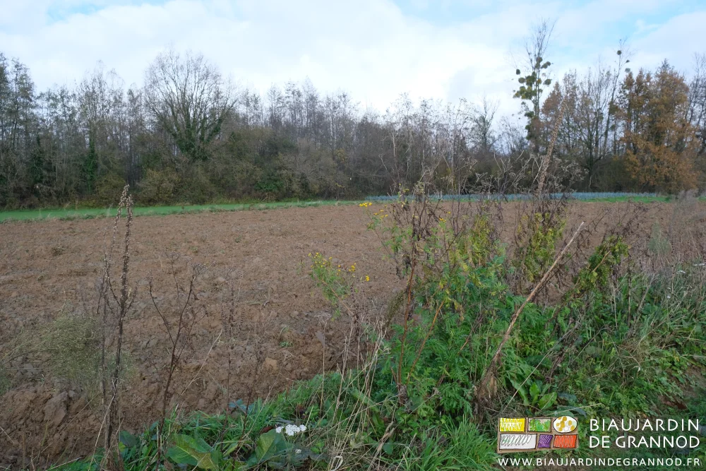photo d'un carré aux planches buttées avec la bande fleurie très développée reste en place