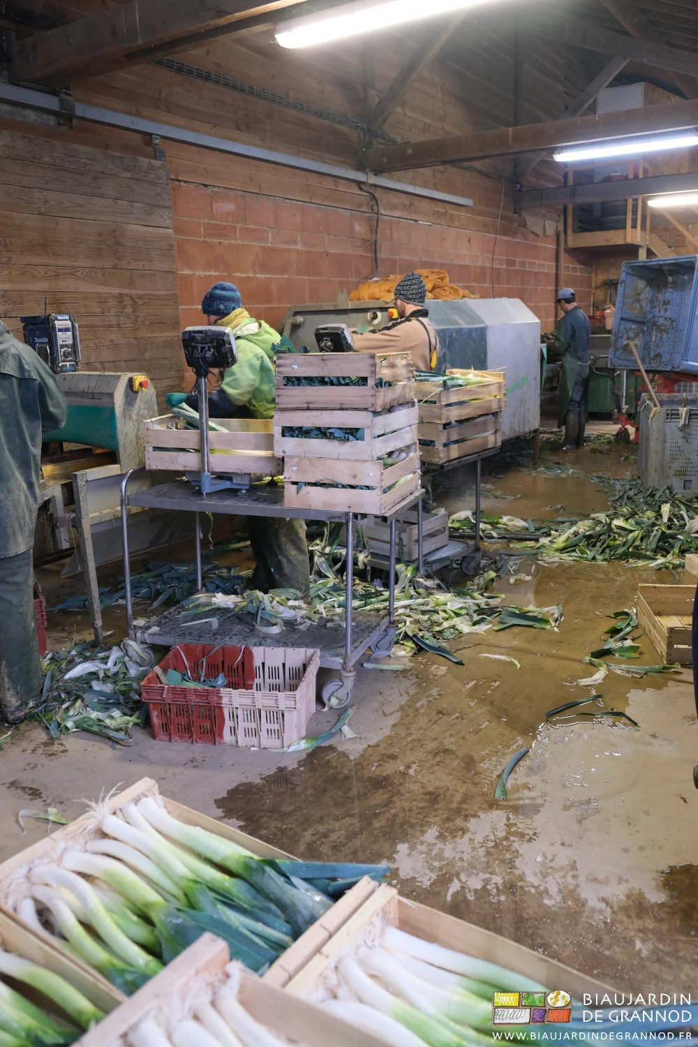 photo des 4 Biaux jardiniers chacun à son poste sur la laveuse à poireau