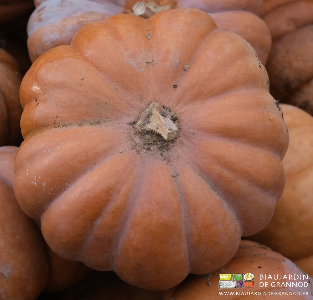 photo d'une courge muscade entière avec sa peau brune