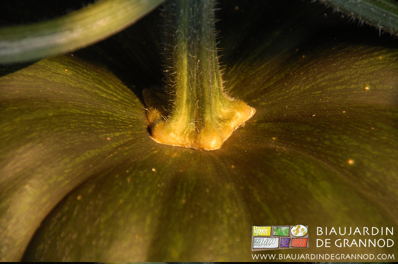 gros plan sur le pédoncule d'une courge musquée de provence
