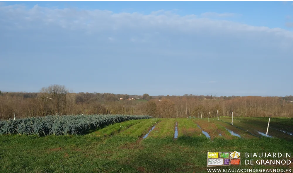 photo des allées gorgées d'eau entre planches permanentes dans les poireaux en cours de récolte