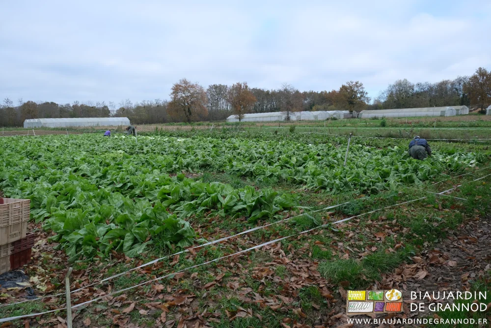 photo de l'équipe à la récolte de la chicorée pain de sucre en plein champ