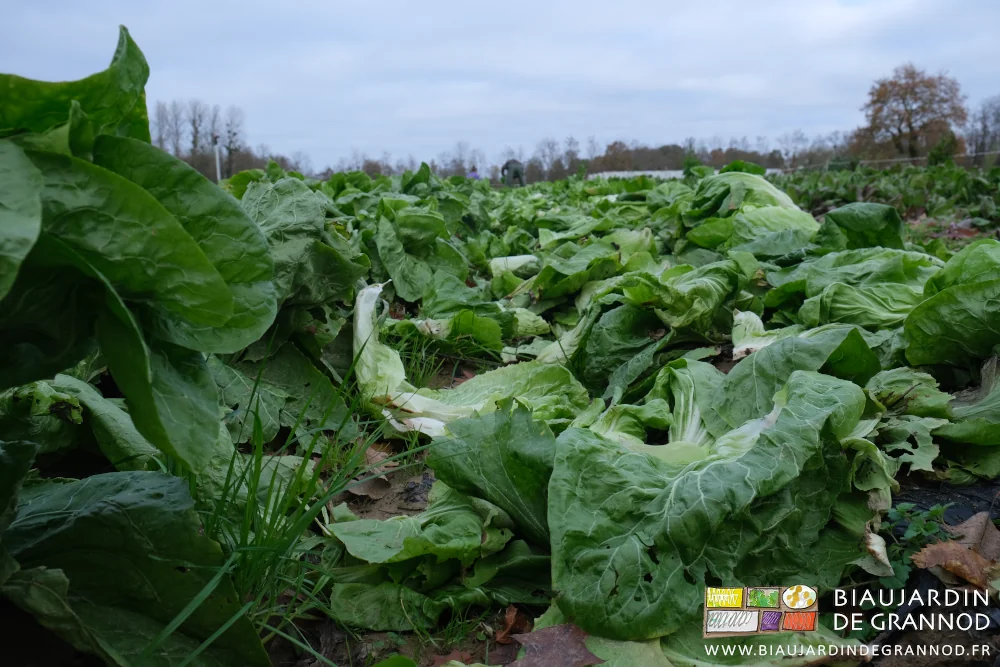 photo proche des feuilles laissées sur place