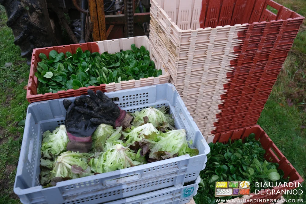 photo d'une palette en cours de chargement par des cagettes de salade