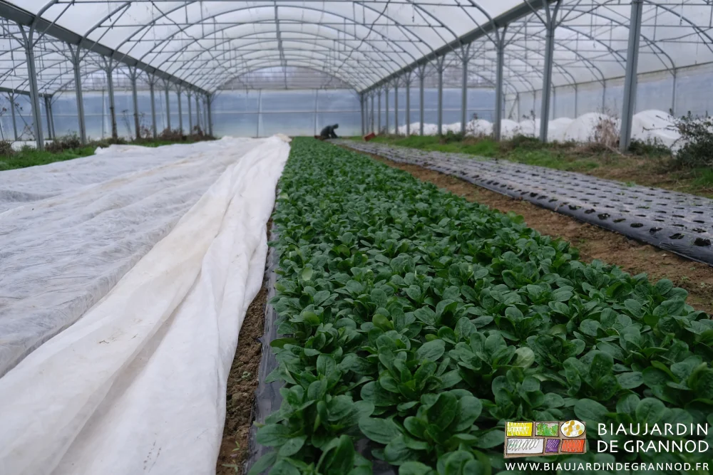 photo de récolte manuelle de mâche à petite feuille sous tunnel
