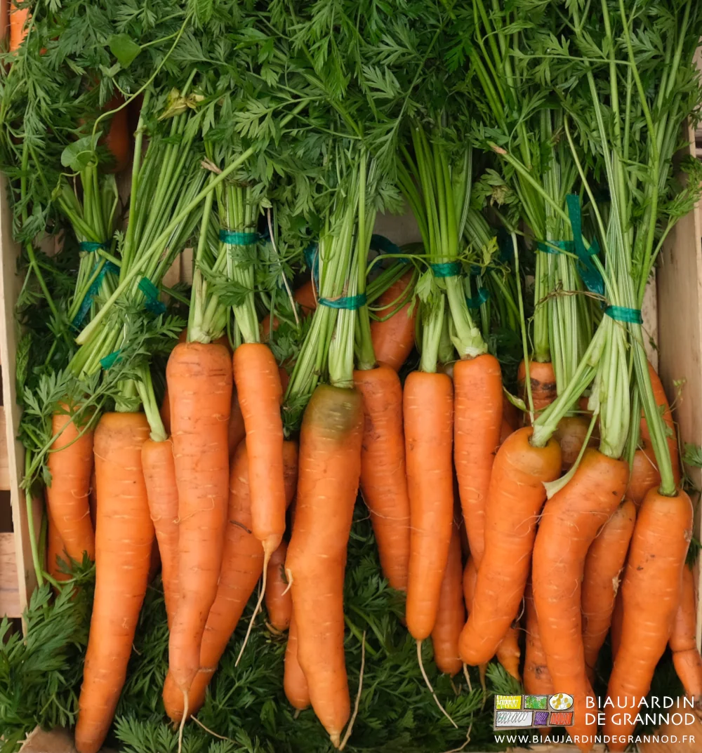 photo de bottes de carotte primeur d'un orange resplendissant