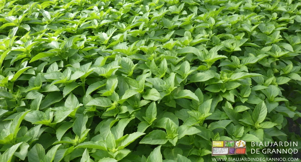 photo d'une planche de basilic marseillais au stade bottelage