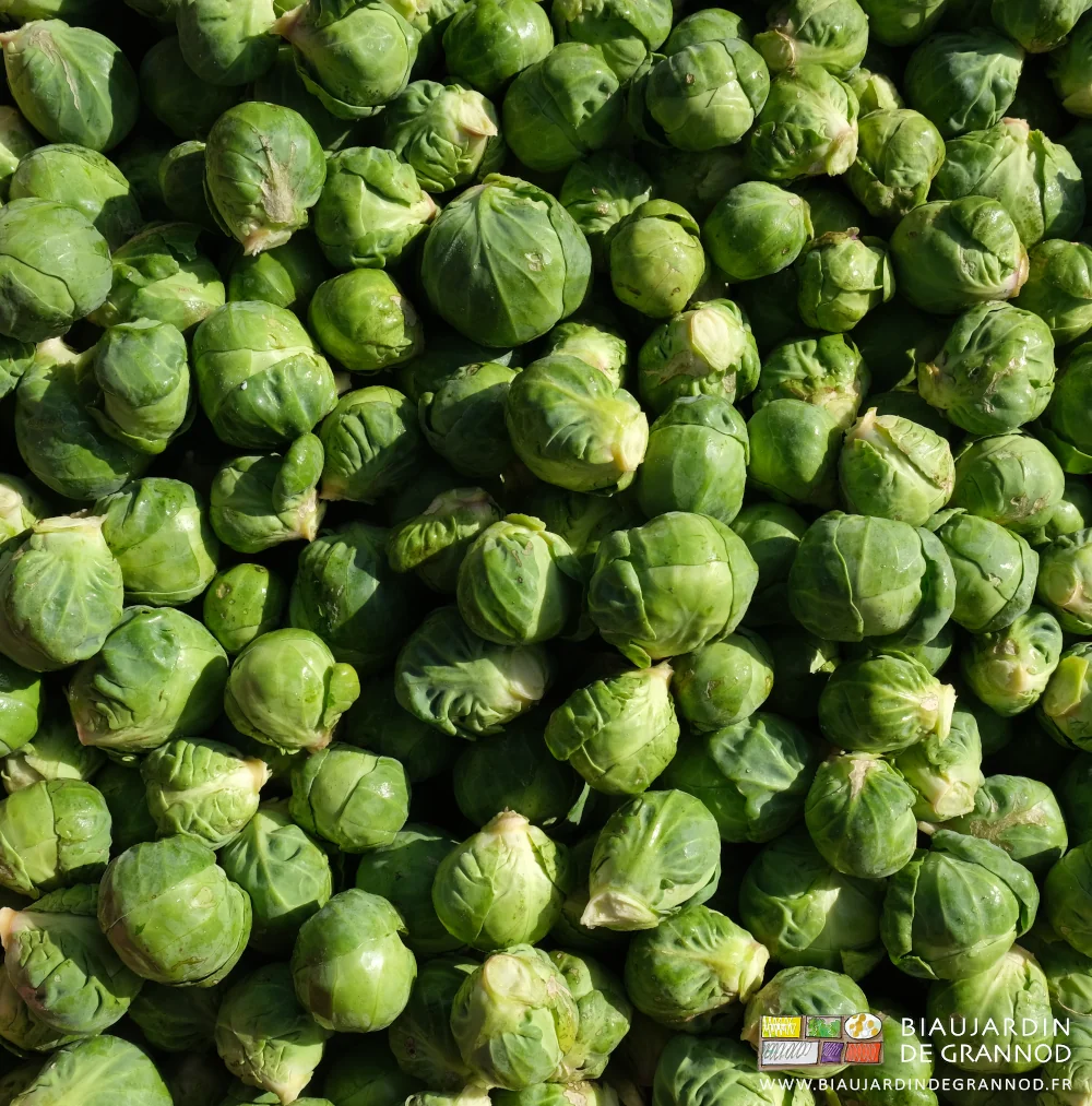 photo de chou de Bruxelles récoltés manuellement en cagette