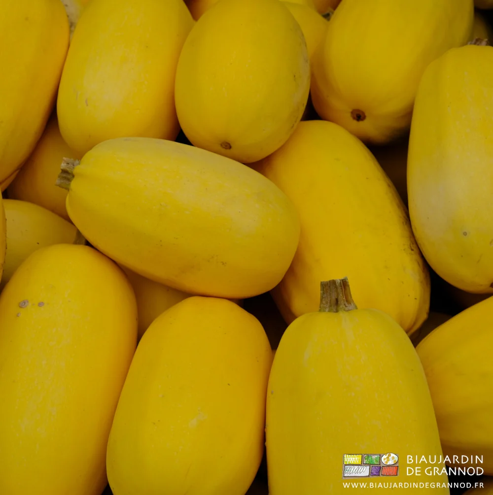 photo de courge spaghetti récoltées en palox et nettoyées avant la vente
