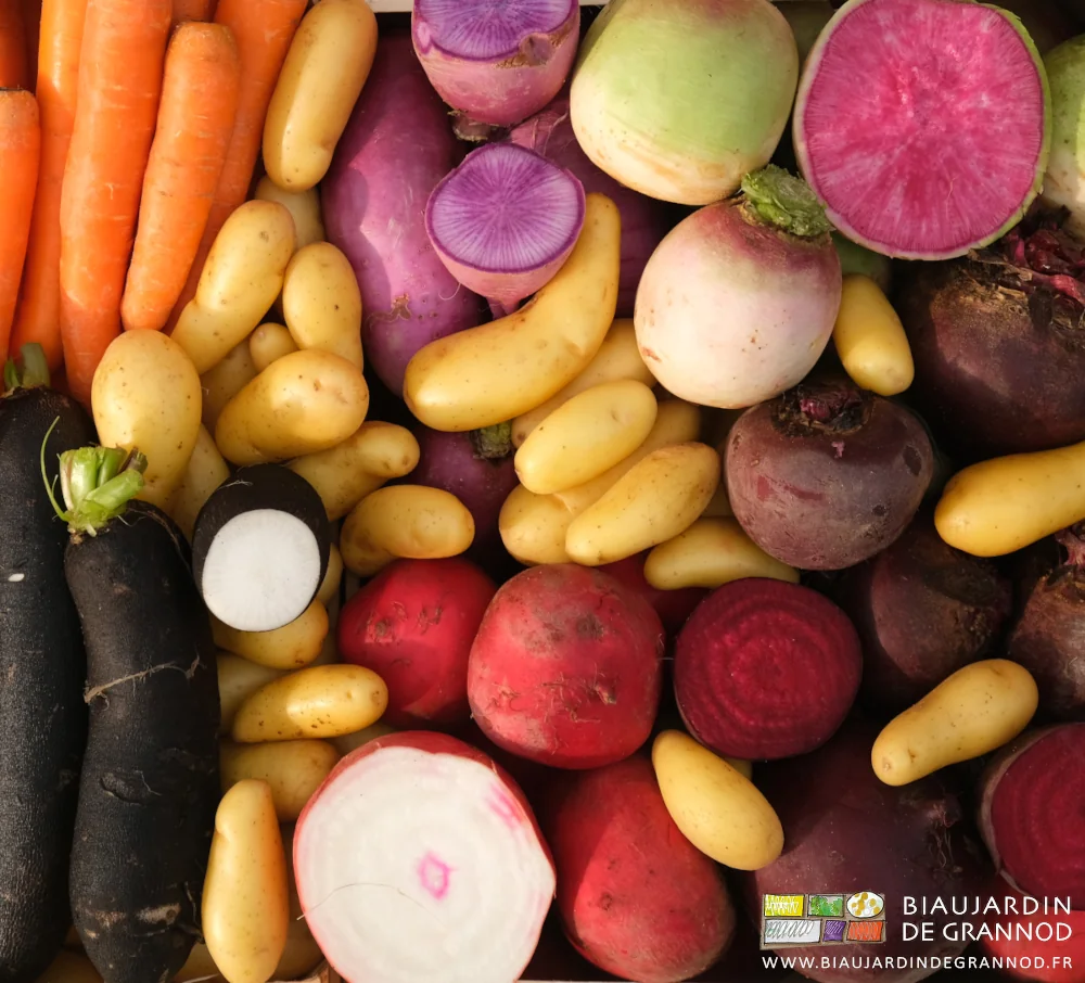 photo de mélange bigarré de carotte, pomme de terre, betterave, céleri, radis, et autres navets