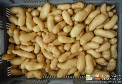 photo de pomme de terre primeur lavée