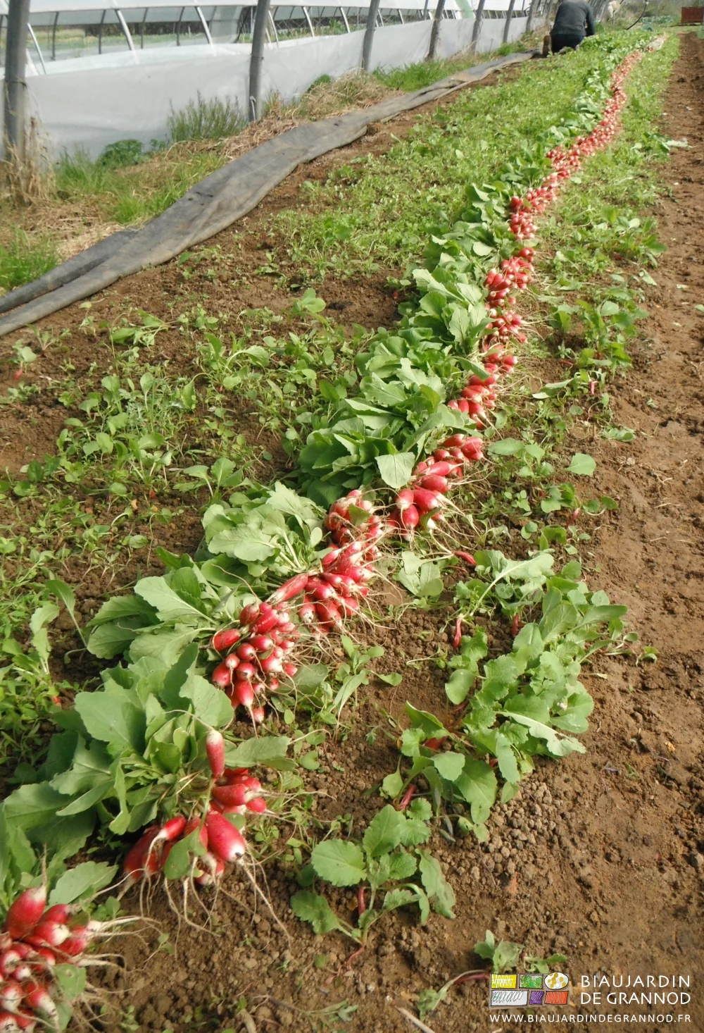 photo d'une planche de radis sous tunnel en cours de récolte