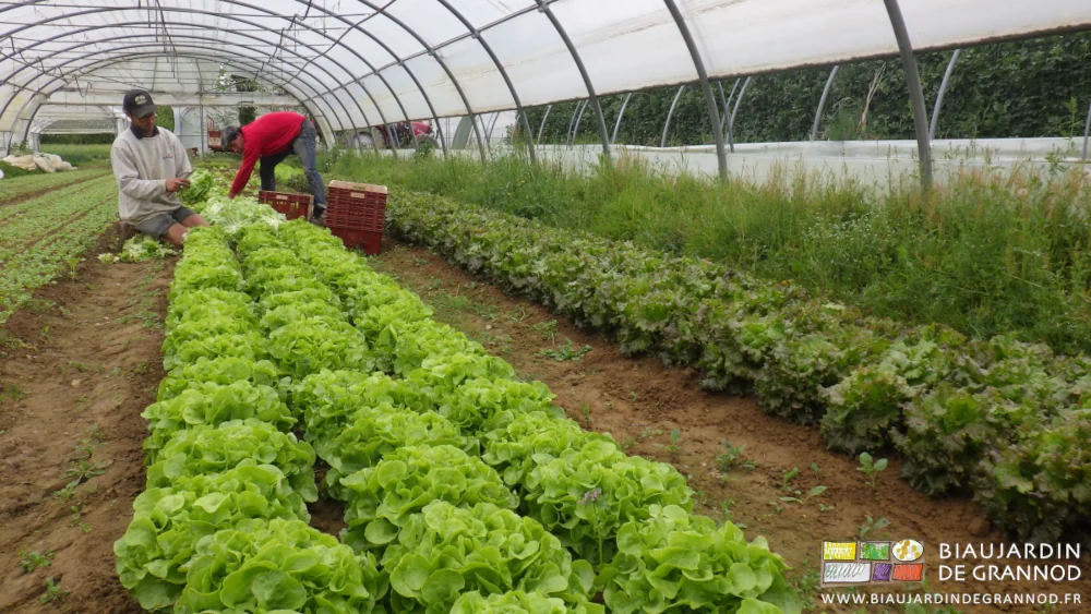 photo de Matthieu et Viven récoltant les premières batavia et feuille de chêne sous tunnel