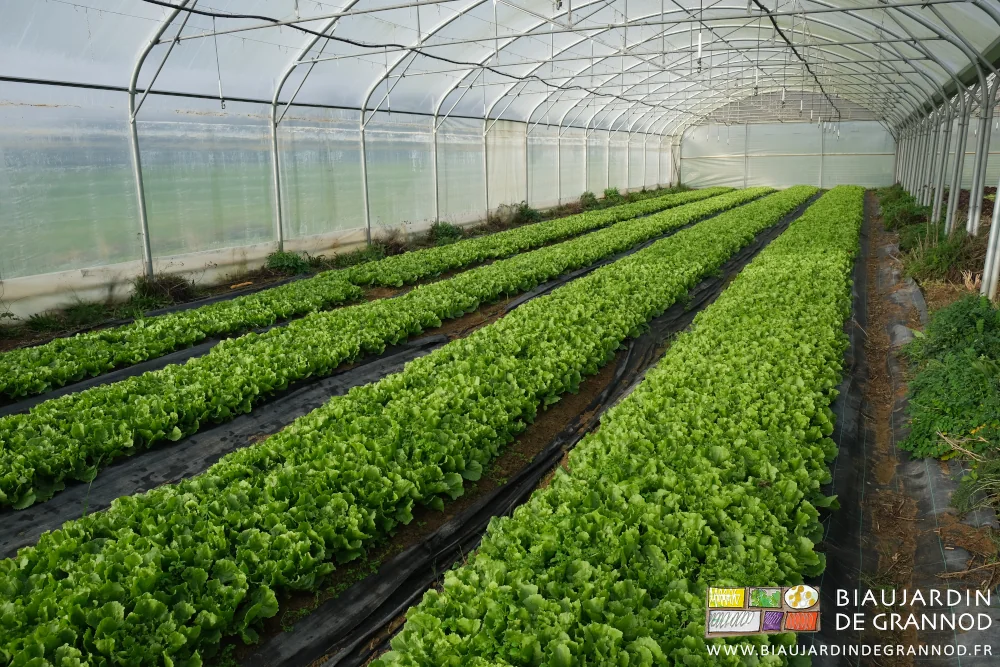 photo d'un tunnel de scarole à différents stades de développement pour étaler la récolte