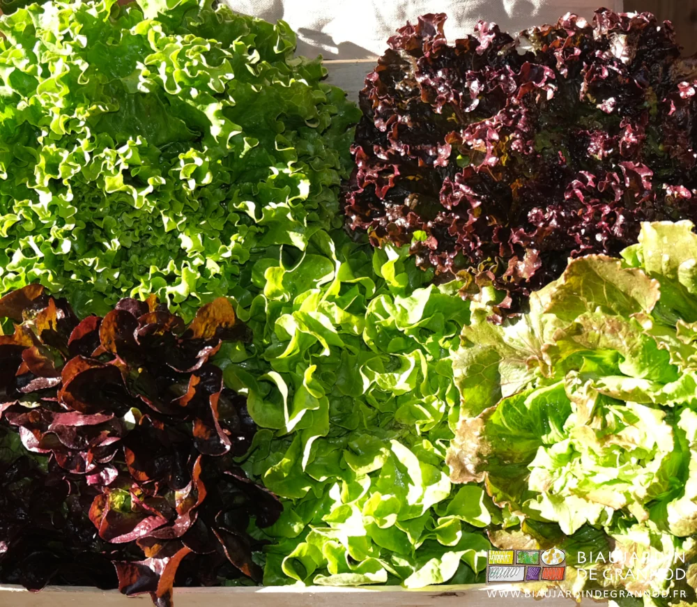 photo de laitue, feuille de chêne et batavia, rouges comme vertes