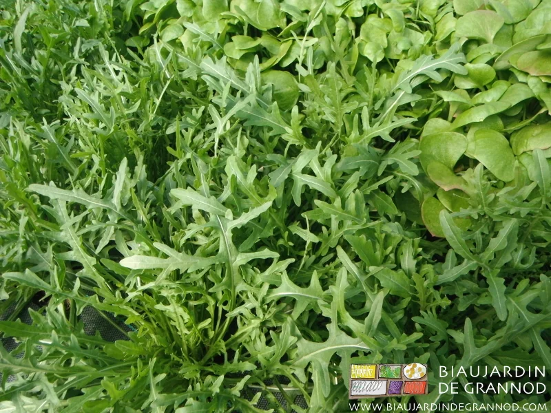 photo de certaines des diverses espèces composant nos mescluns