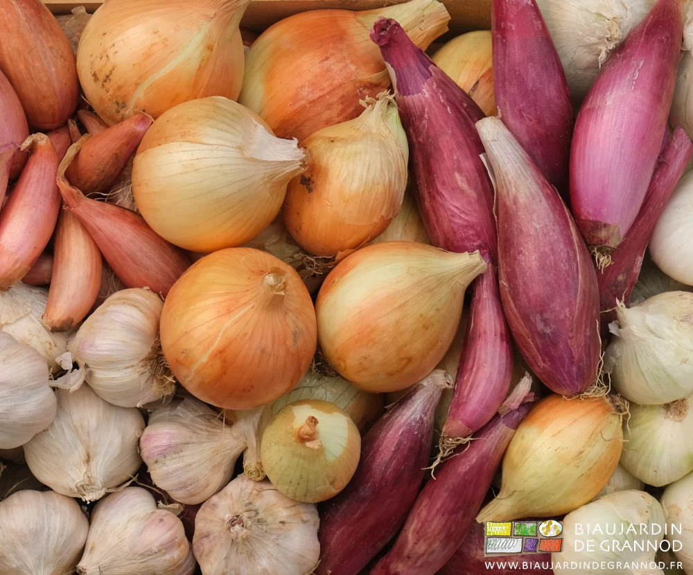 photo d'ail, d’échalote, oignon jaune, blanc, rouge, rond ou long en cagette bois