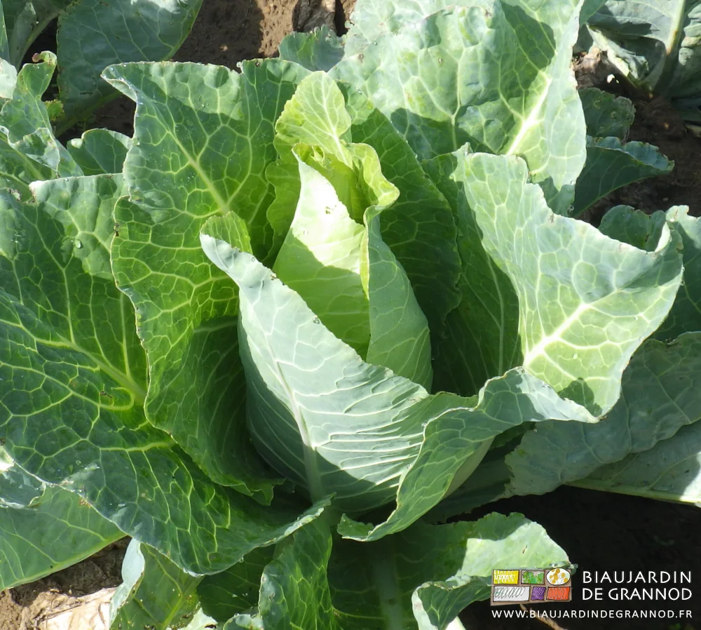 photo bien ensoleillée d'un chou pointu type Chateaurenard