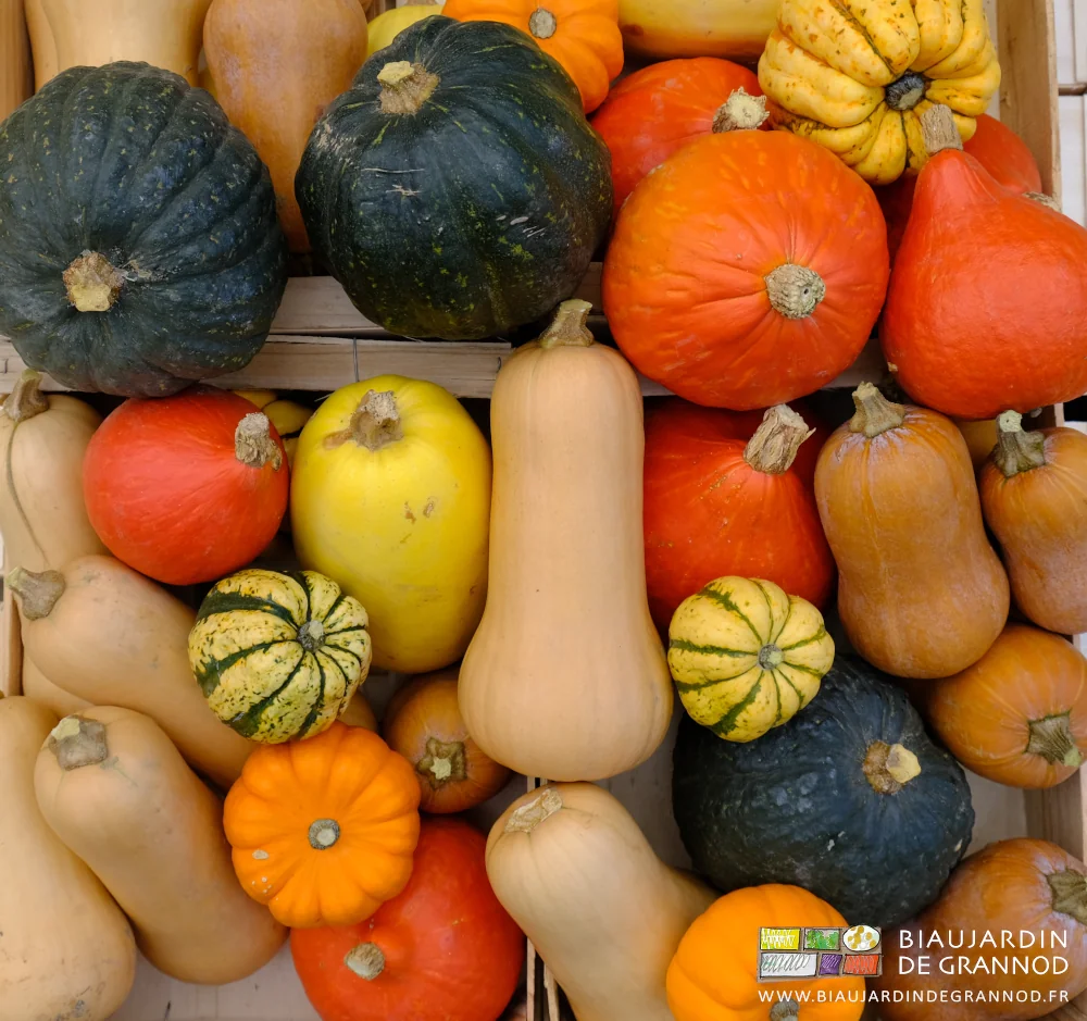 photo multicolore d'une partie de la diversité de nos courges