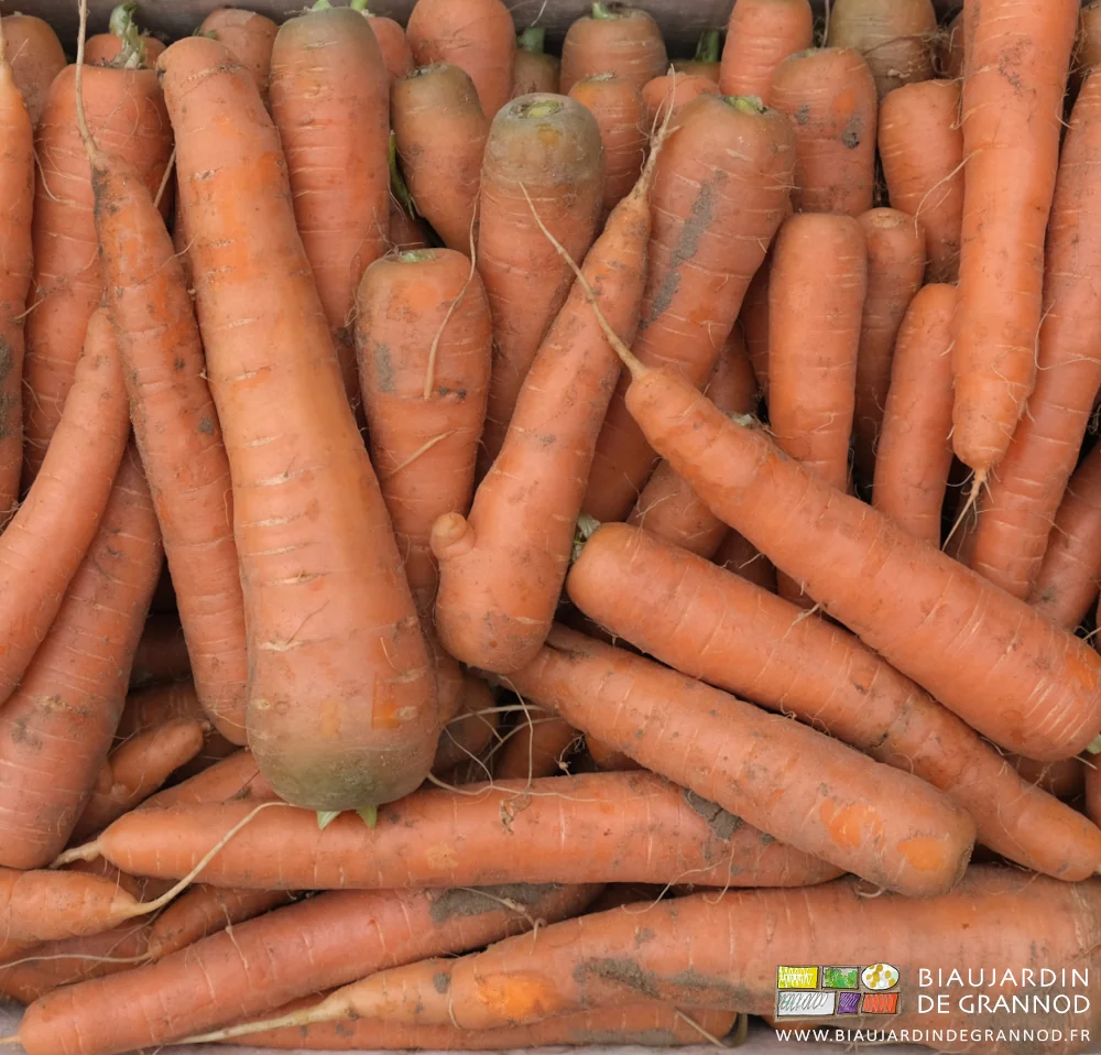 photo d'une caisse bois de carotte non lavée et simplement brossée