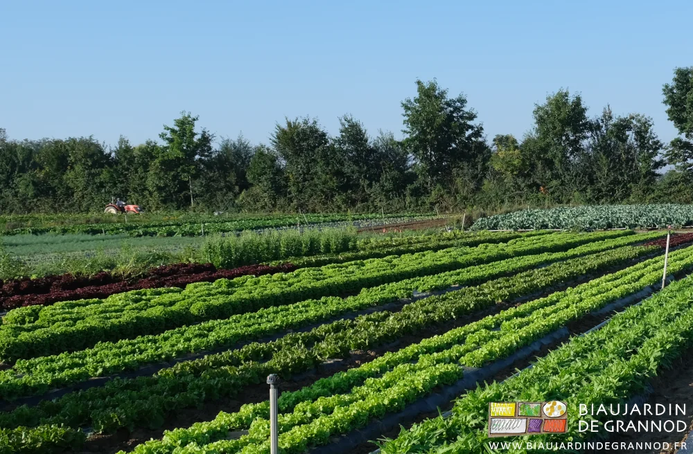photo d'un carré de salades de diverses forme et couleur de feuille