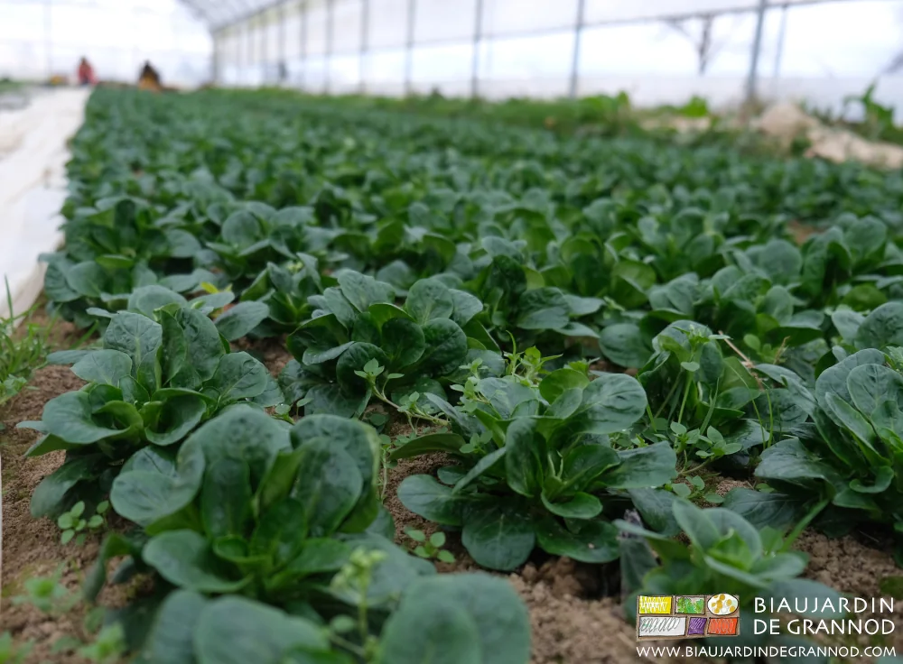 photo de mâche sous tunnel bientôt bonne à récolter