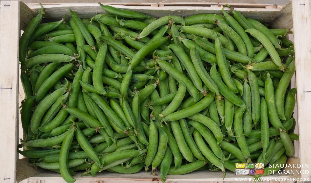photo d'une cagette bois de petits pois fraîchement récoltés à la main
