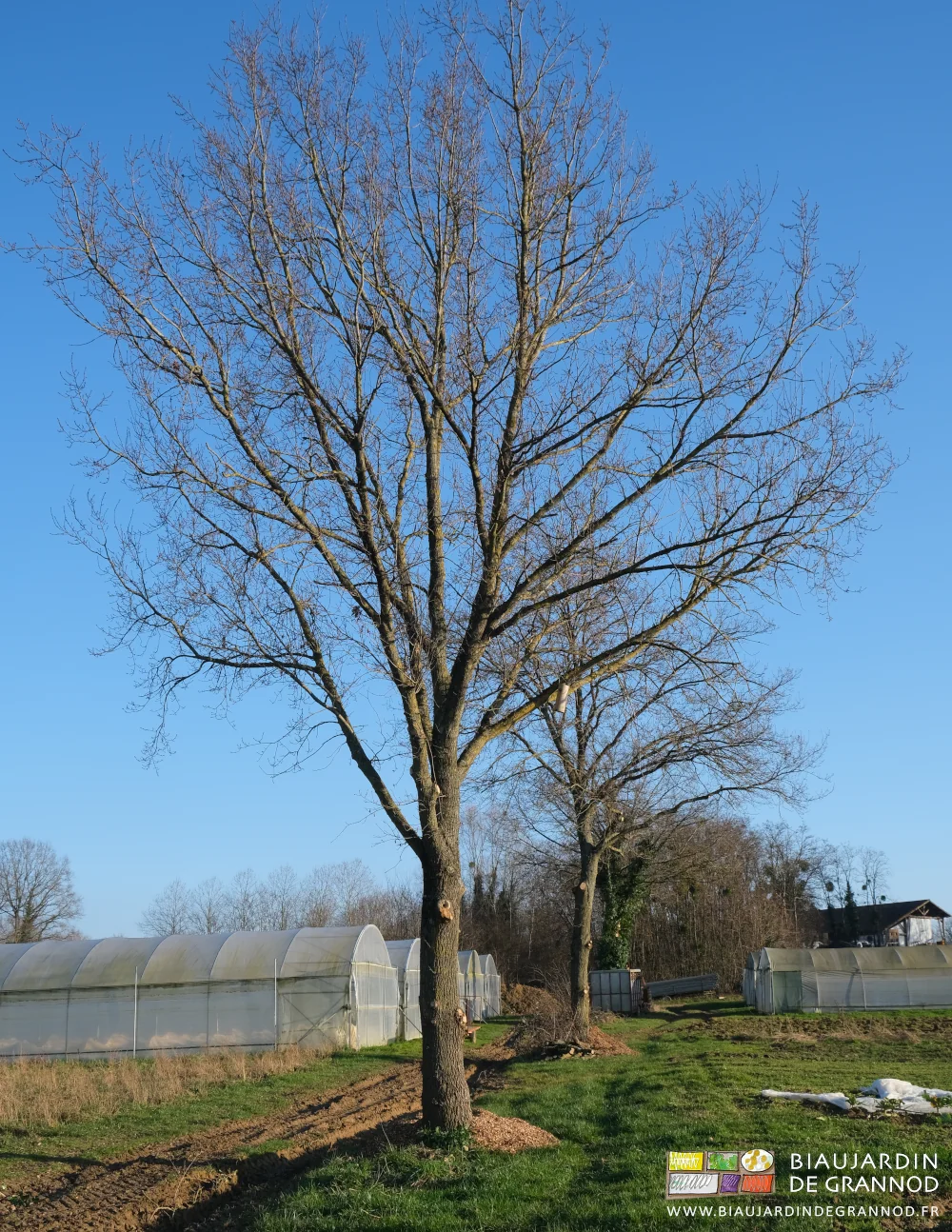 photo par soleil et ciel bleu de l'alignement de nos grands chênes entre nos groupes de tunnels