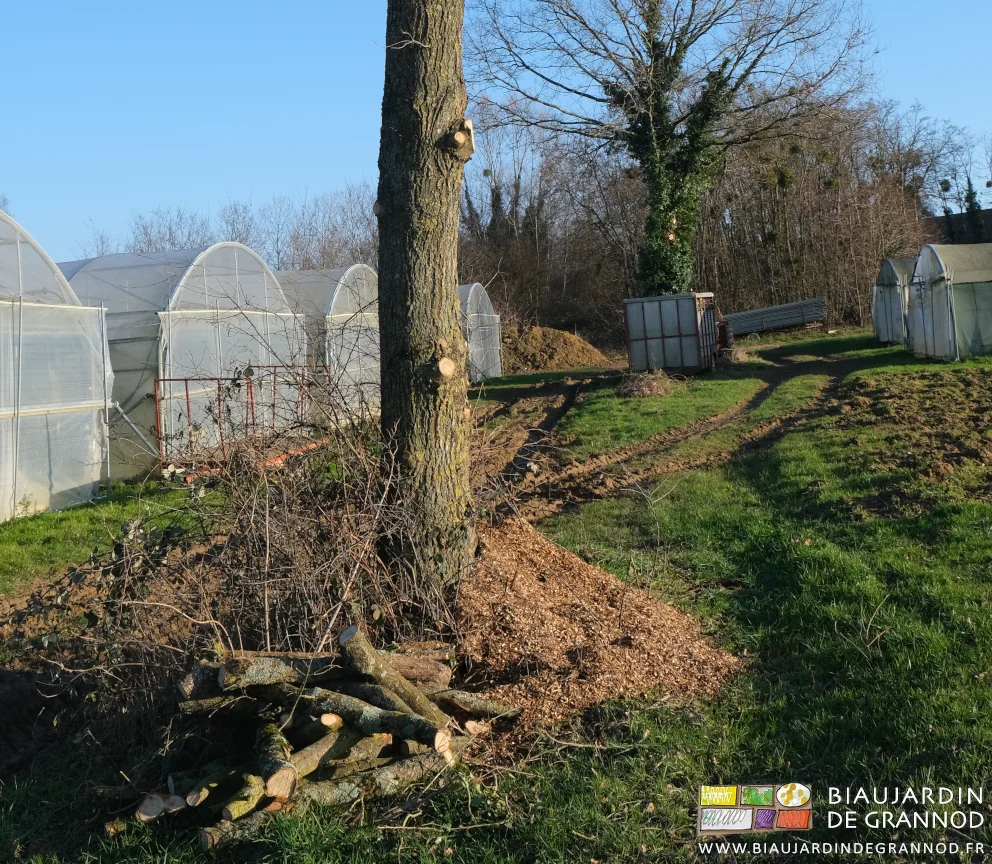 photo des branches posées au sol et du broyat au pied d'un chêne