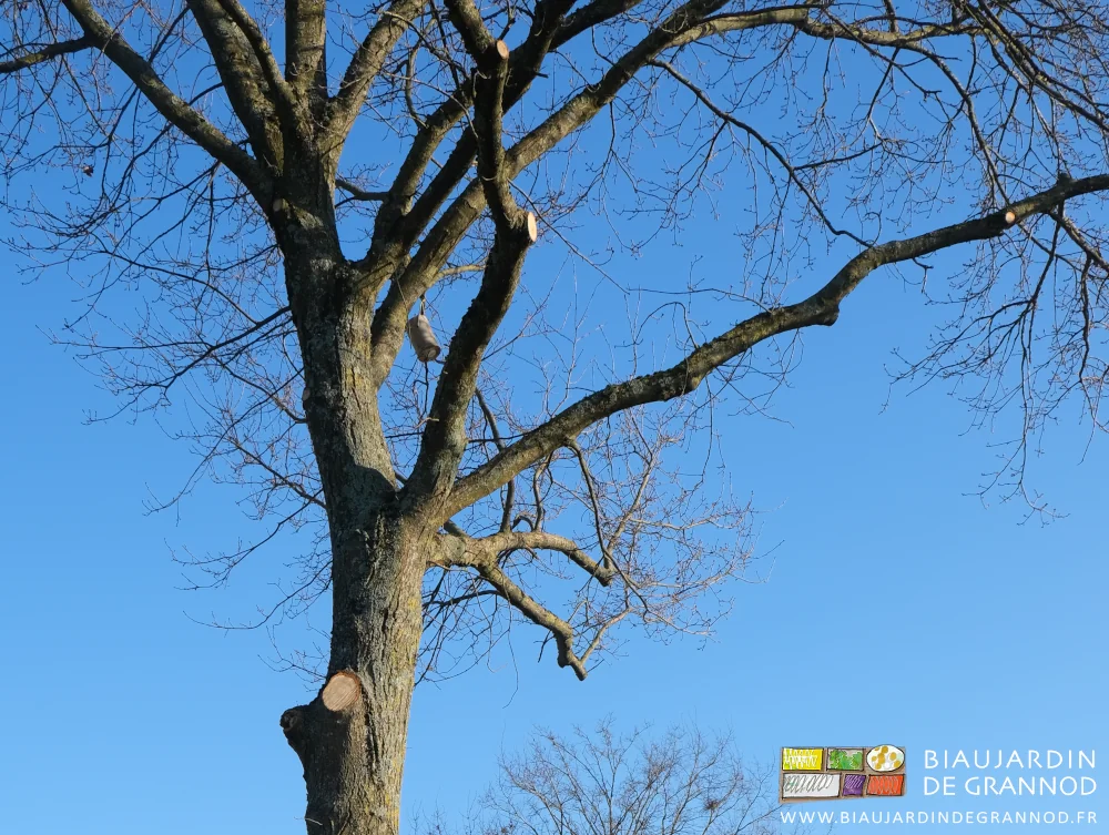 photo des tailles des branches basses du tronc de des couvrantes du houpier