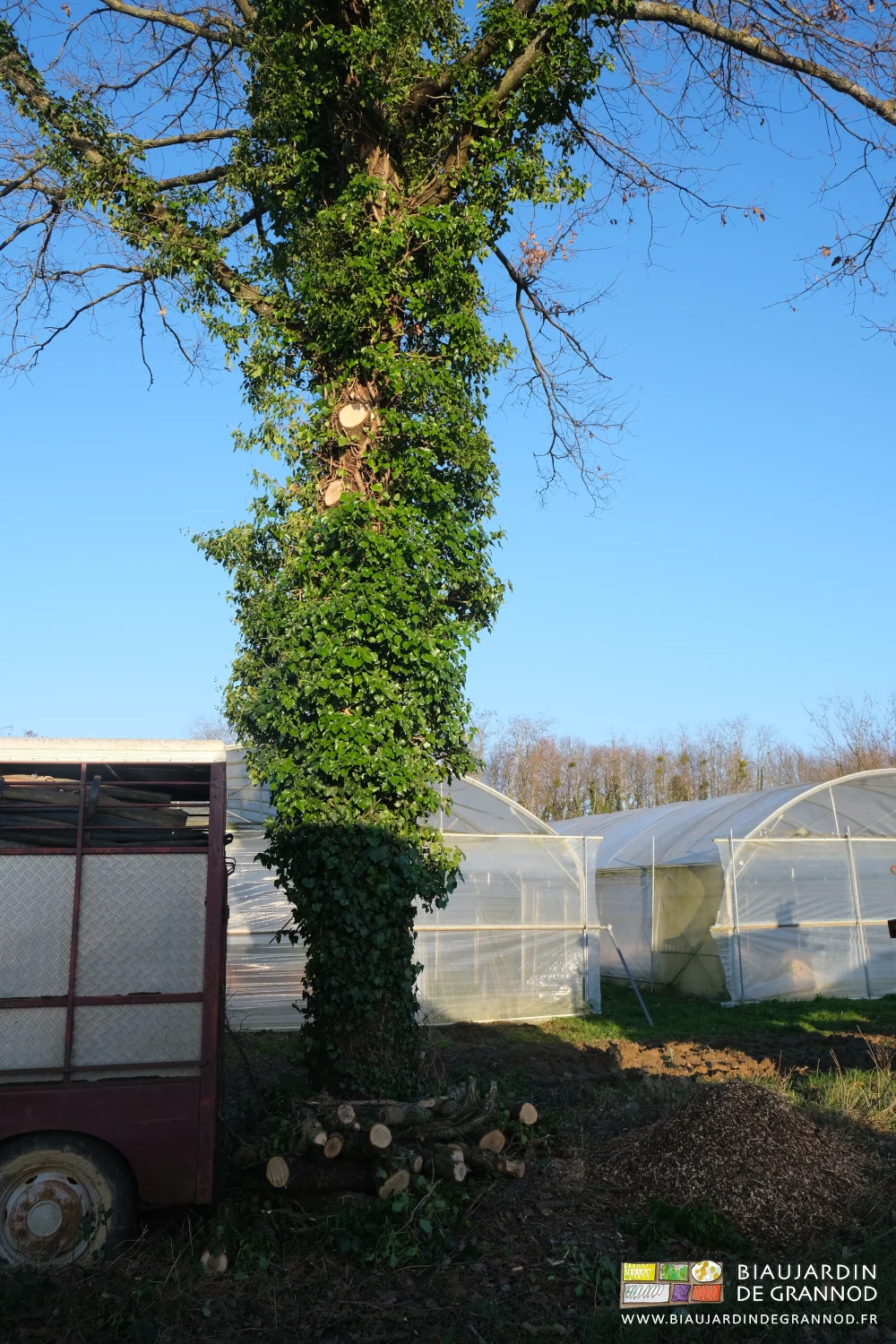 photo de tailles de branche du tronc de chêne garni de beau lierre