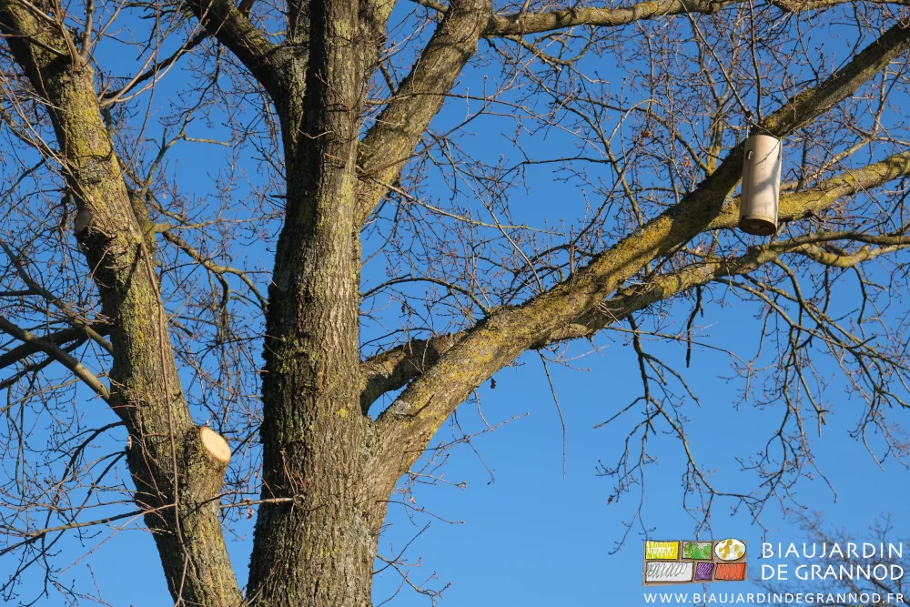 photo d'un houpier aéré par coupe d'une grosse branche et le nichoir remonté