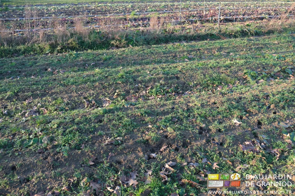 photo du carré de chicorée hivernée en plein champ et des traces de chevreuils