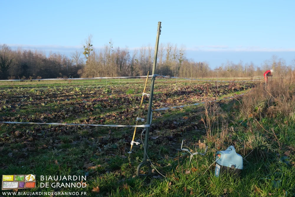 photo d'ensemble du carré de chicorée de plein champ, la cloture électrique, la batterie, sur fond de haie bocagère