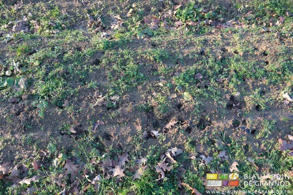 photo de la terre piétinée pas les passages de chevreuils