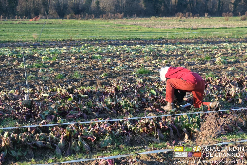photo de Françoise réarmant un piège à guillotine enterré dans une galerie sous la chicorée
