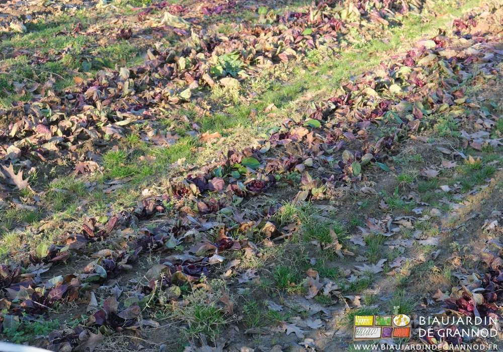 photo des chicorées rouges en début de pommaison