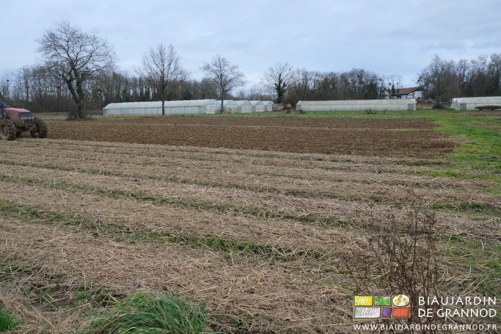 photo de quelques planches travaillées au milieu d'autres encore en engrais vert