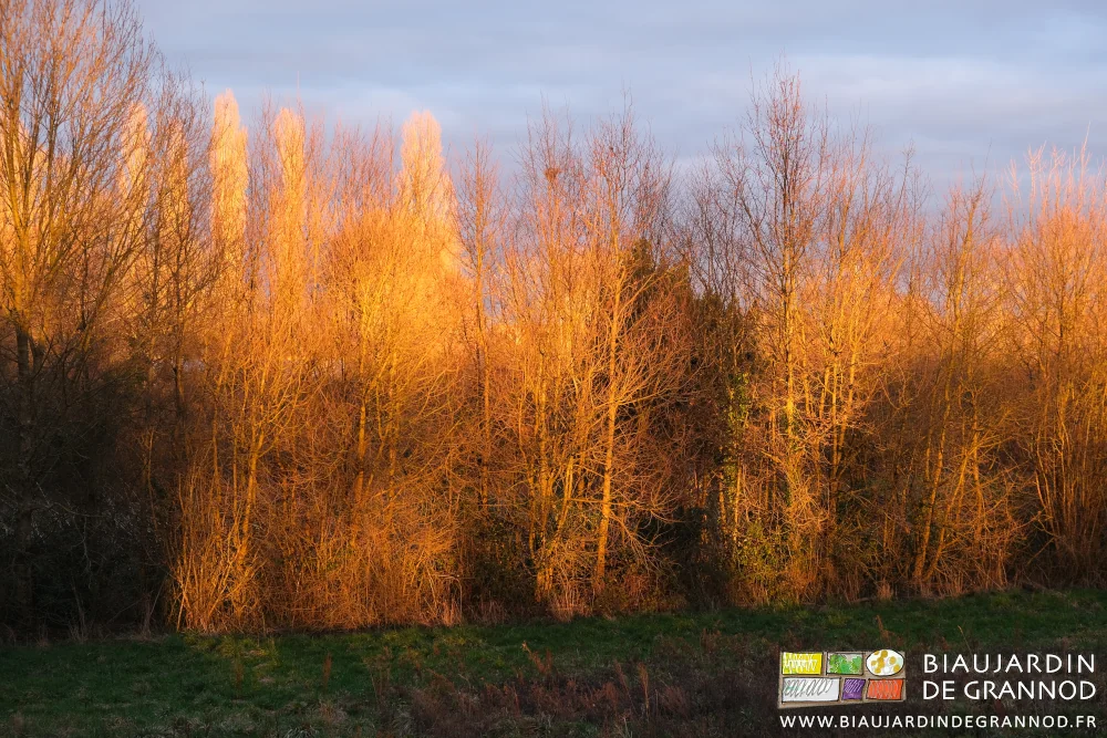 photo d'une de nos haies bocagères flamboyante dans le soleil de l'après-midi