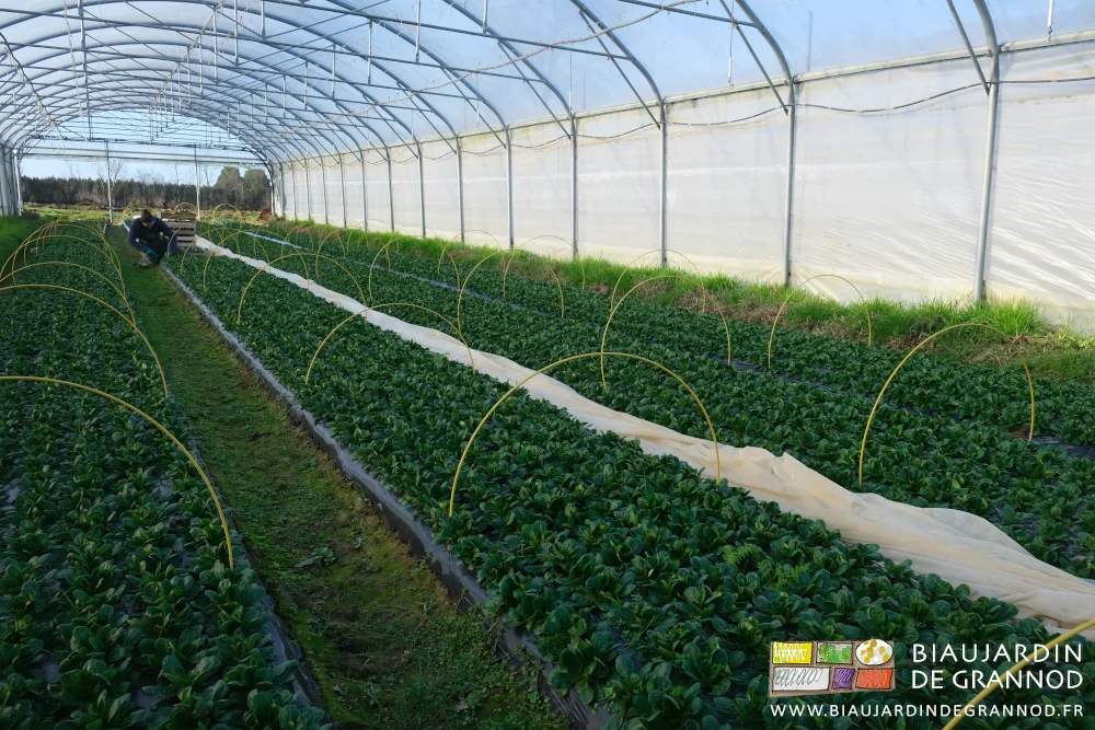 photo du tunnel de mâche en début de récolte