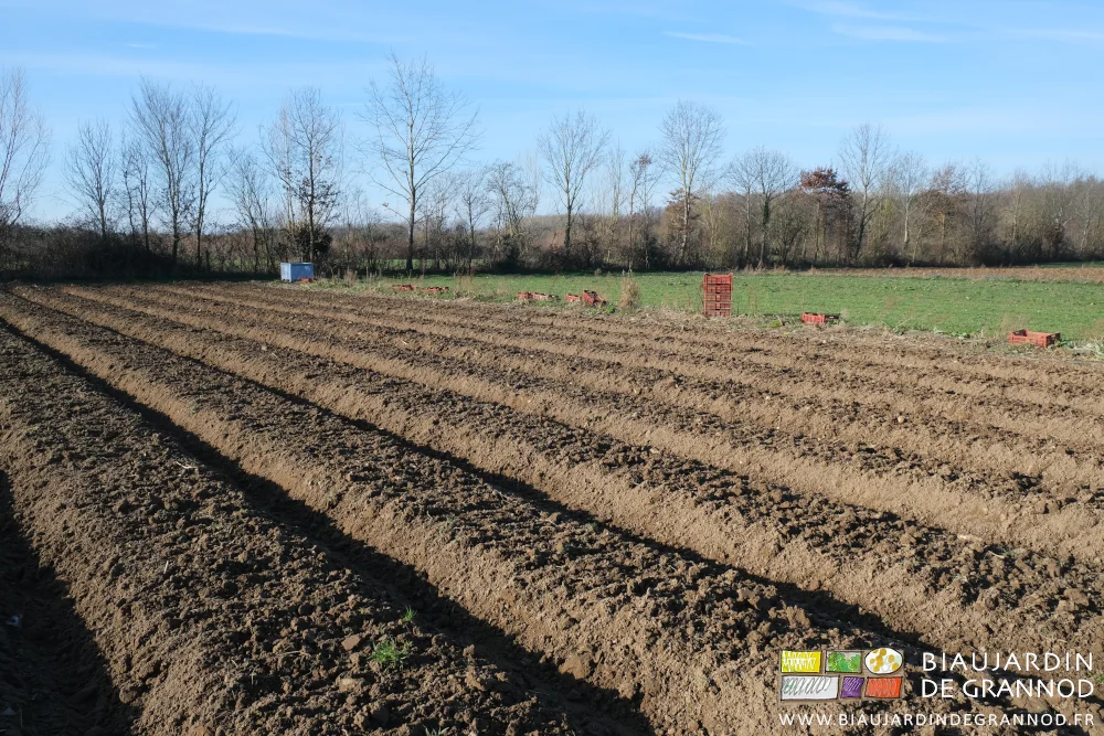 photo d'un carré après ameublissement par les dents du cultuibutte
