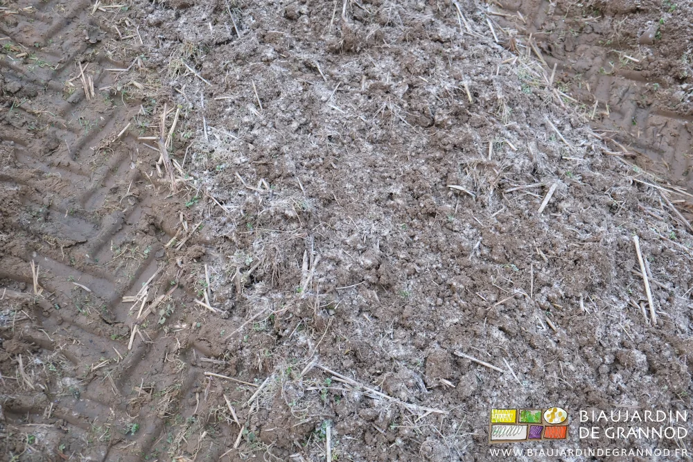 photo proche du mélange terre engrais vert légèrement blanchi par l'amendement calcaire