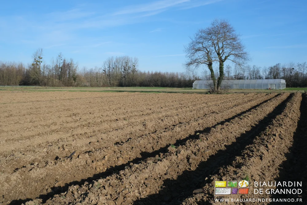 photo ensoleillée de plusieurs carrés aux planches buttées