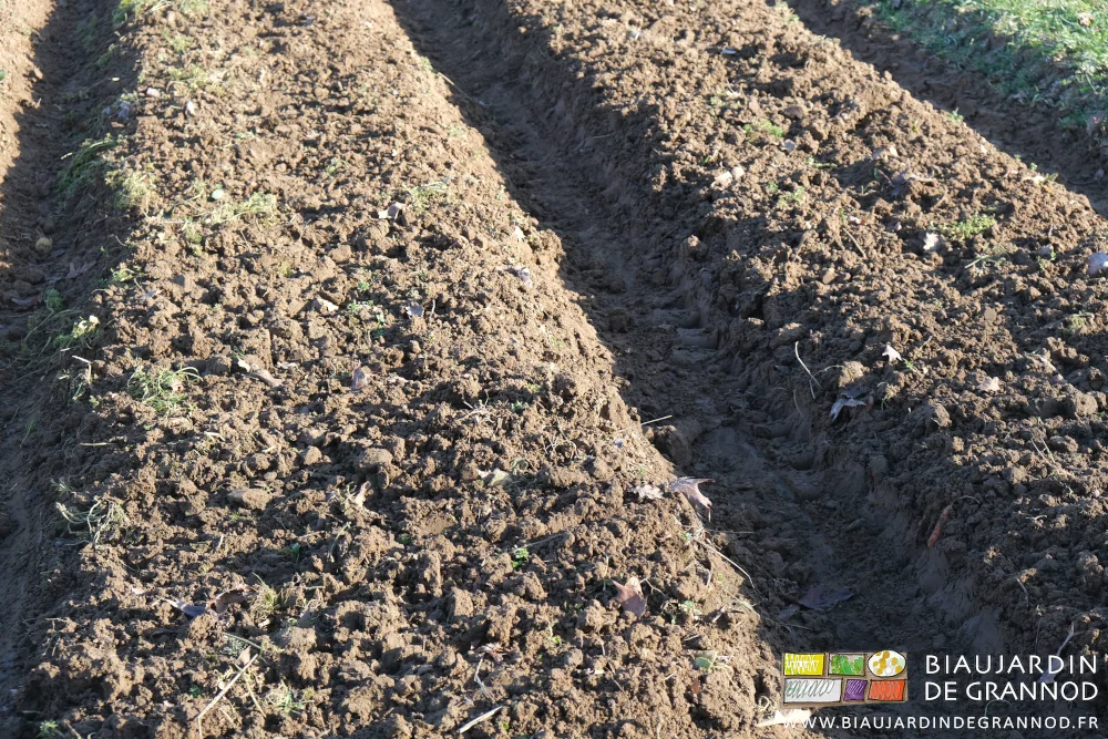 photo de planches travaillées au cultibutte après récolte de novembre en sol très humide
