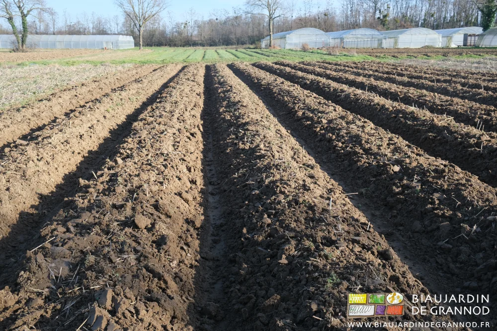 photo d'un des carrés de jardin aux planches grossièrement buttées