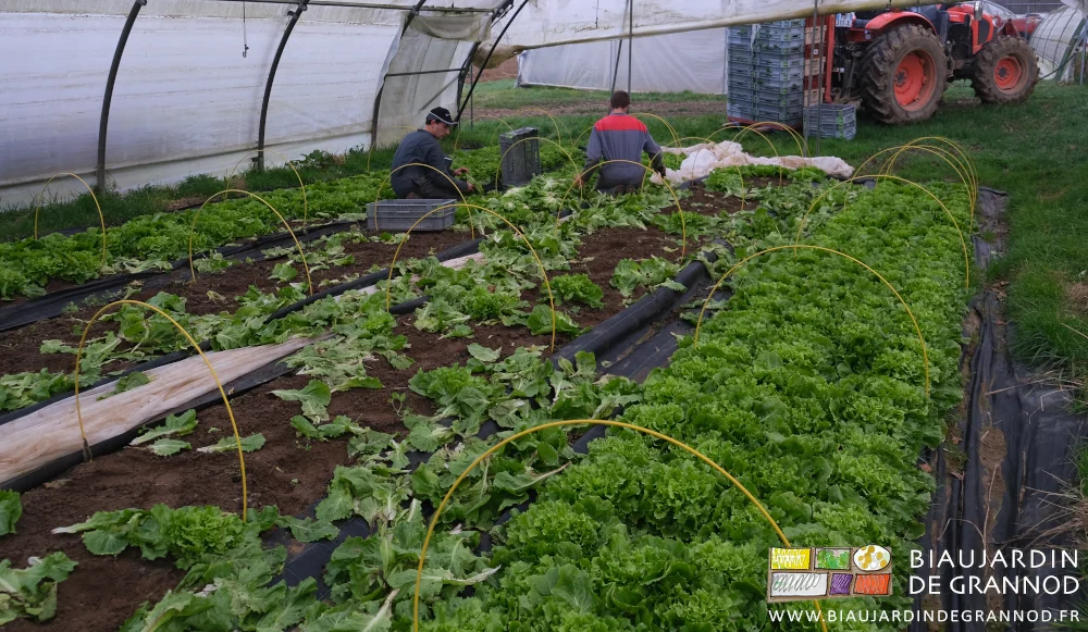 photo d'ensemble des restes végétaux sur la terre souple d'une planche toute récoltée