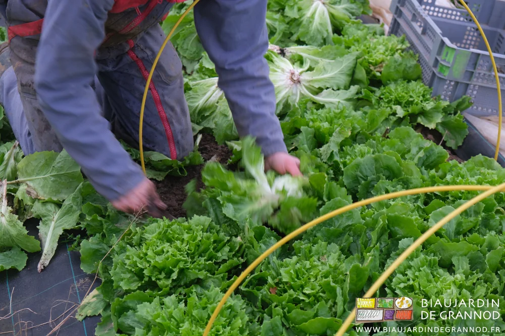 photo de bras Biaux Jardiniers coupant la scarole