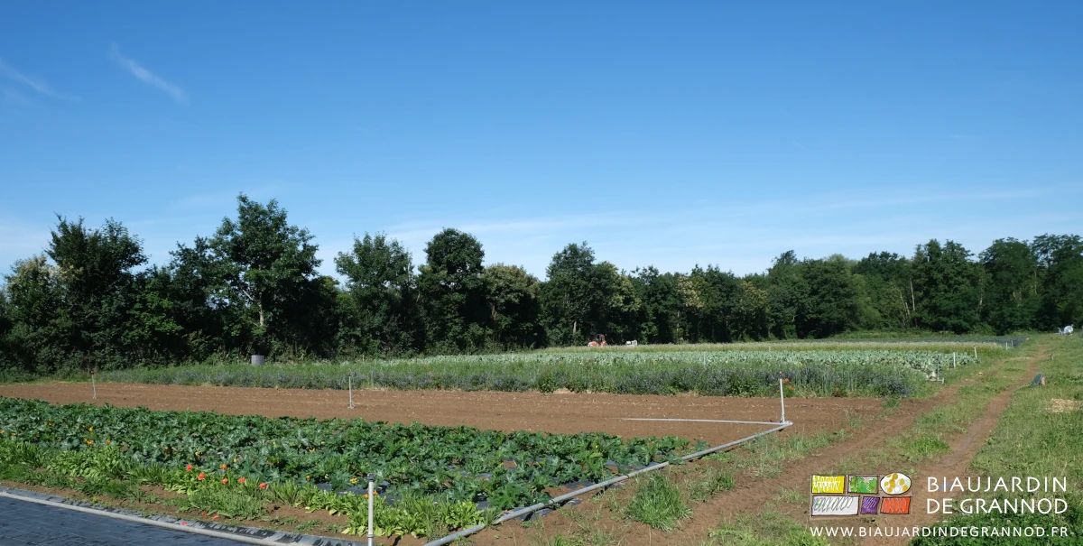 photo d'ensemble dues haies bocagères récentes ou séculaires autour de notre jardin bio
