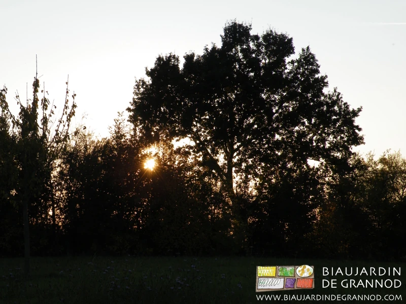 photo d'un des grands chênes d'une haie au soleil couchant