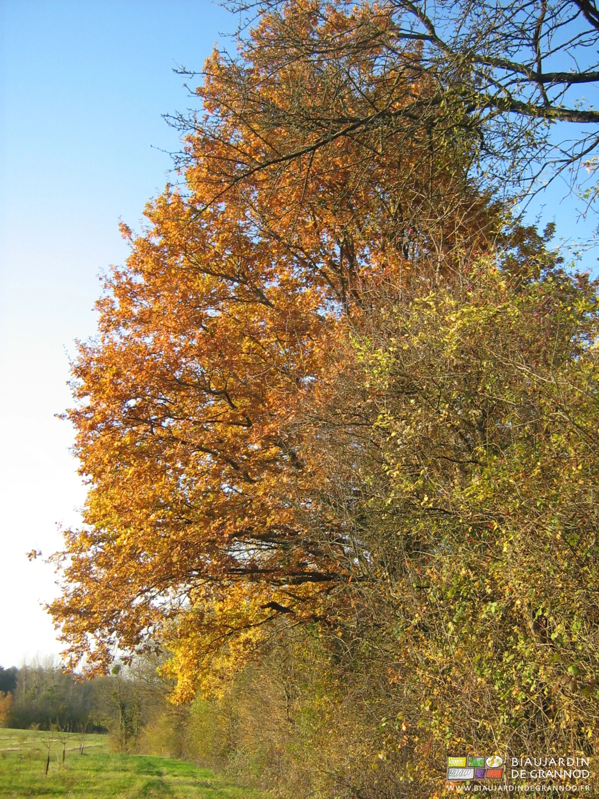 photo de magnifique feuillage d'automne d'un vieux chêne présent sur la ferme